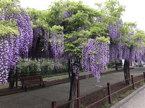 南非樹紫藤照顧|紫藤花栽培祕訣 